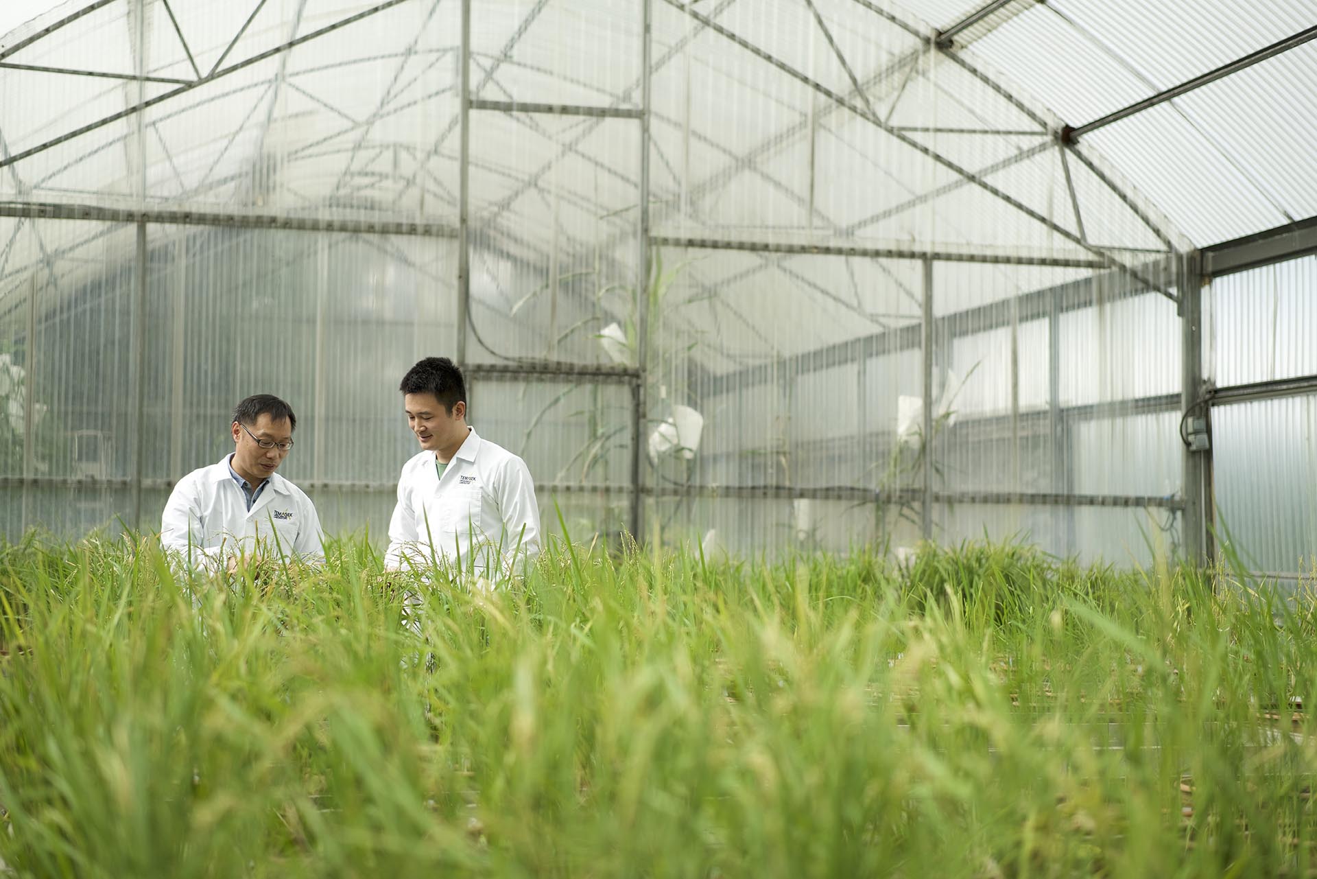 Singapore S Temasek Rice Developed By Tll Scientists For Regional Food Security