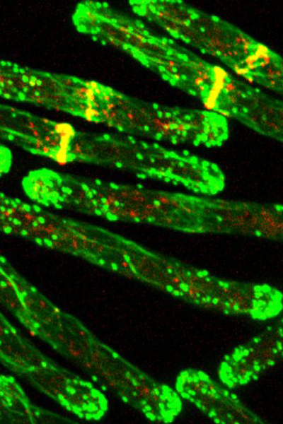 Cell Biology