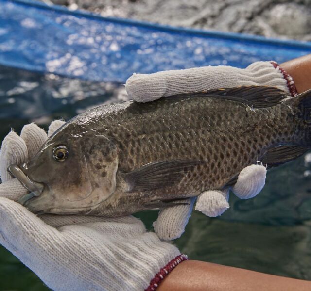 04 Stills Tilapia&hand 0402